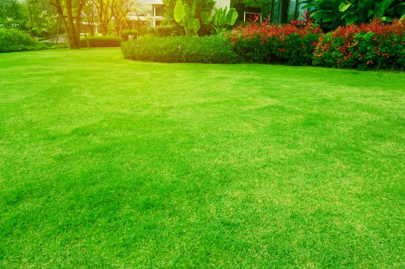 Vibrant Lawn