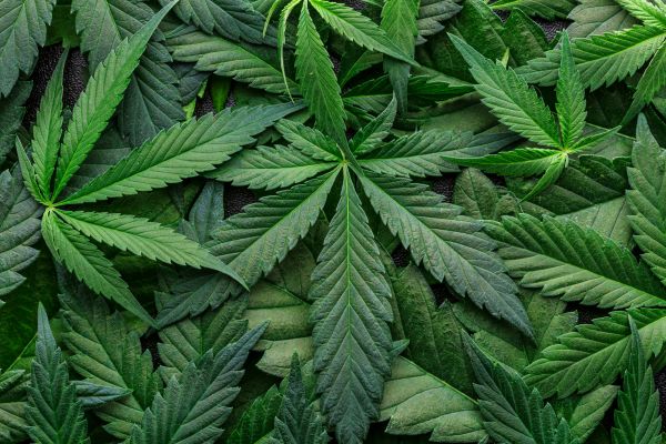 Marijuana Trimming
